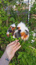 Load and play video in Gallery viewer, Blue Merle aussie soft floppies
